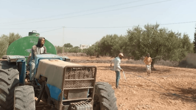 المهدية: رش آلاف أصول الزياتين بالأدوية لمكافحة آفة الذبابة