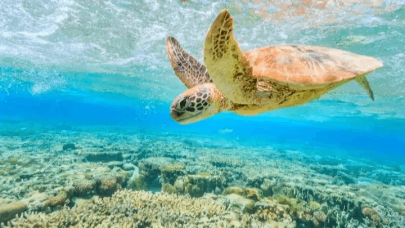 Les écosystèmes marins en Tunisie...parmi les meilleurs au monde