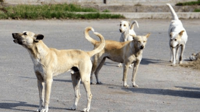 سيدي بوزيد: تسجيل حالتي وفاة بسبب عضة كلاب سائبة