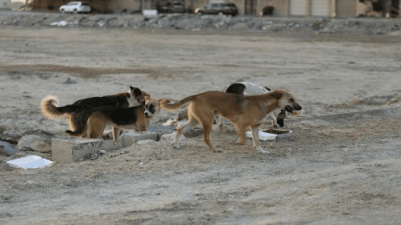 المهدية: تسجيل 7 إصابات بداء الكلب لدى الحيوانات إلى موفى جوان