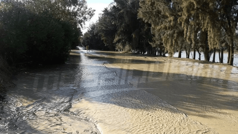 خبير في المناخ: الأمطار الأخيرة مهمة للأشجار المثمرة والمائدة المائية