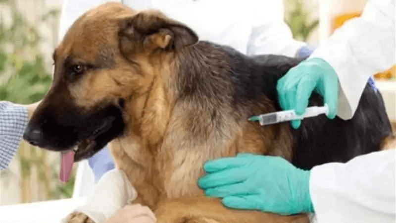 Sousse: 14 000 chiens vaccinés contre la rage