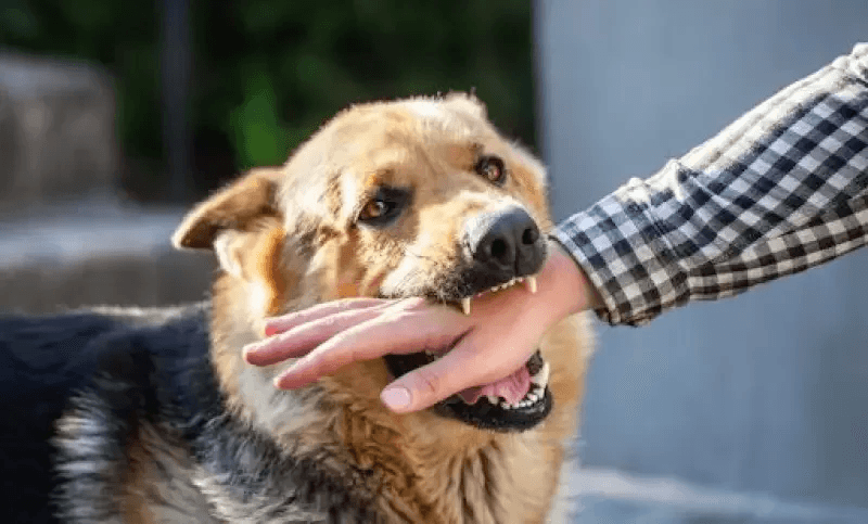 Béja : Enregistrement de 13 cas de rage chez les animaux