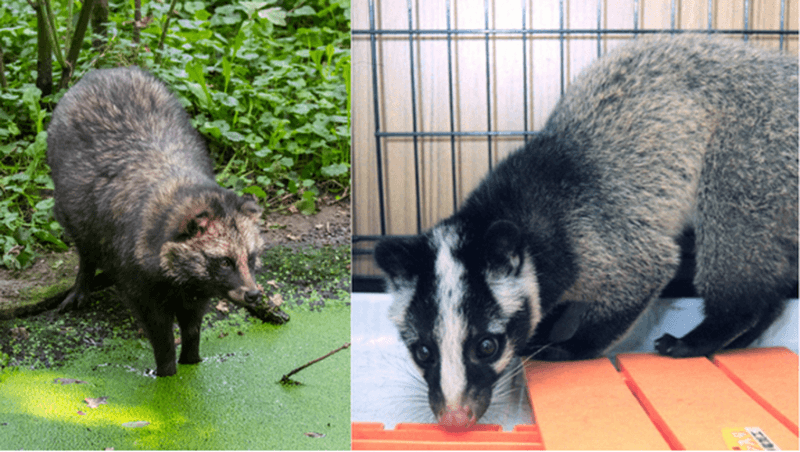 Quels animaux du marché de Wuhan à l’origine du coronavirus ?