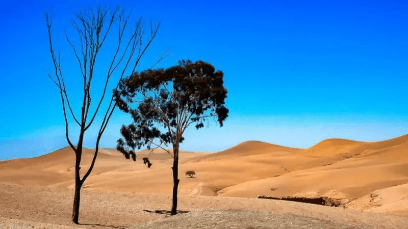 Le Sahara africain est-il en passe de redevenir verdoyant ?