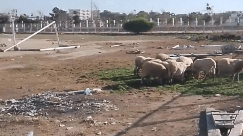 قابس: ملعب التمارين بمركب زريق يتحول إلى مرتع للأغنام!