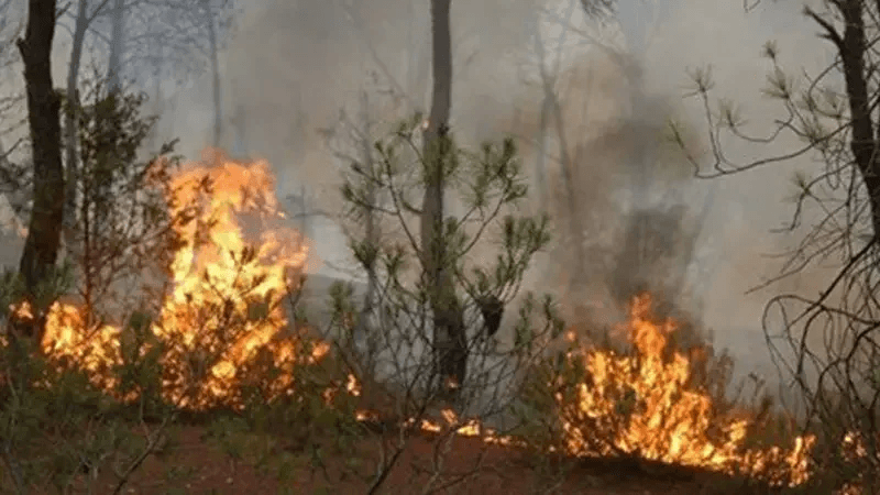 Bizerte : Incendie dans la Forêt de Bachater