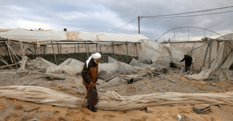 Gaza: Les deux tiers des terres agricoles endommagées par la guerre