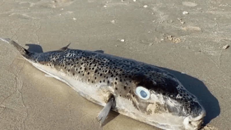 Mise en garde contre la consommation des poissons lapins toxiques