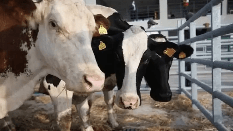 Foyers de dermatose nodulaire  chez les bovins au Kef et à Jendouba