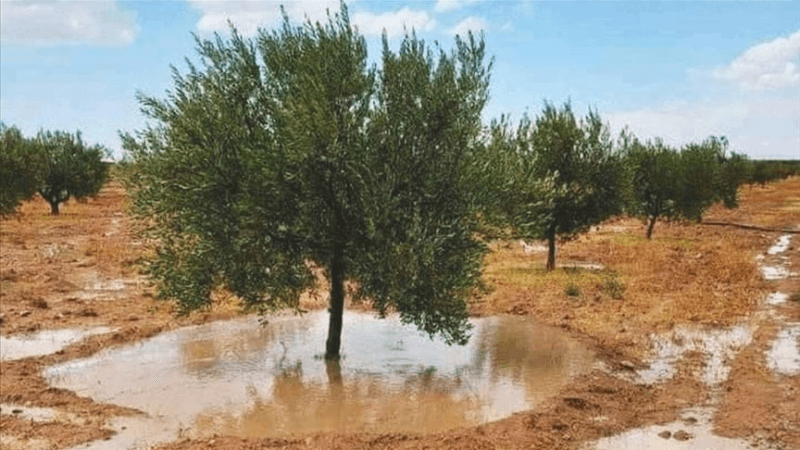 أعلاها بالجنوب.. توقعات بنزول أمطار غزيرة يومي الاثنين والثلاثاء