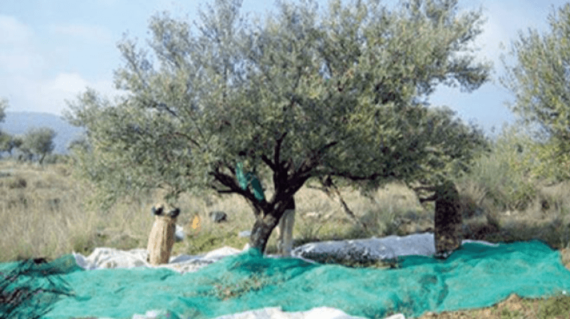 Le Kef : Coup d'envoi de la cueillette des olives