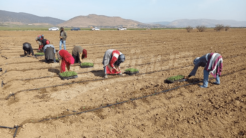 العاملات في القطاع الفلاحي بجندوبة..واقع المرير يحتاج تدخل الفاعلين