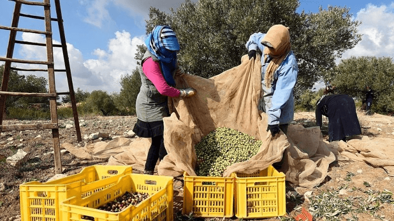 القيروان: بسبب انخفاض أسعار الزيتون.. الفلاحون يعزفون عن جني الصابة