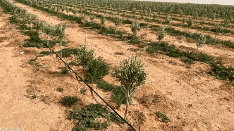 قابس: تنظيم حملة لغراسة 20 ألف شجرة في محيط المنطقة الصناعية