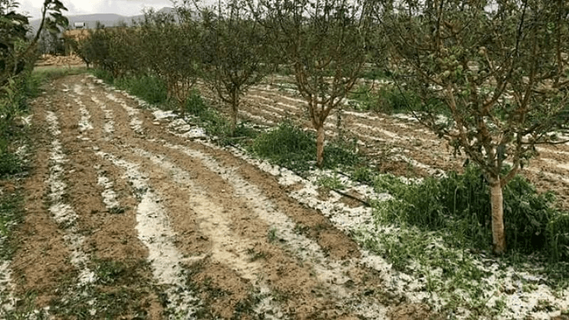 سليانة: الاحتفاظ بـ4 أشخاص تلاعبوا ببتّة في مركب فلاحي على ملك الدولة