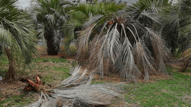 Charançon rouge du palmier et cochenille du cactus: Mesures urgentes