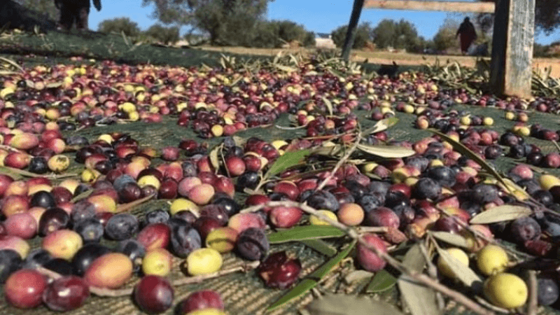 تطاوين: خطة جهوية لإنجاح موسم جني الزيتون وحسن التصرف في مادة المرجين