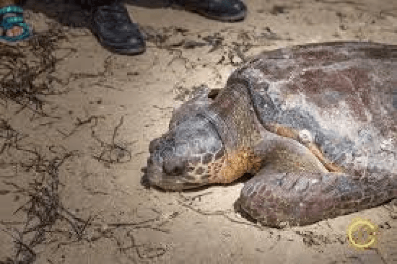 Barge-hôpital au large de Kerkennah :refuge pour les tortues caouannes