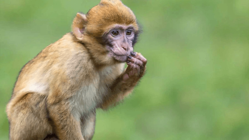 Sousse: Le singe 'mordeur', maître d'un zoo privé