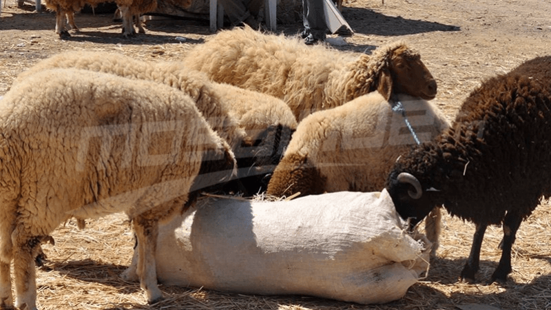اتحاد الفلاحين: أضاحي العيد ستكون متوفرة من الإنتاج المحلي