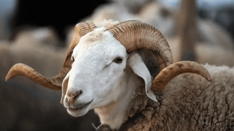 Aid El Idha : Les moutons disponibles à des prix abordables ?