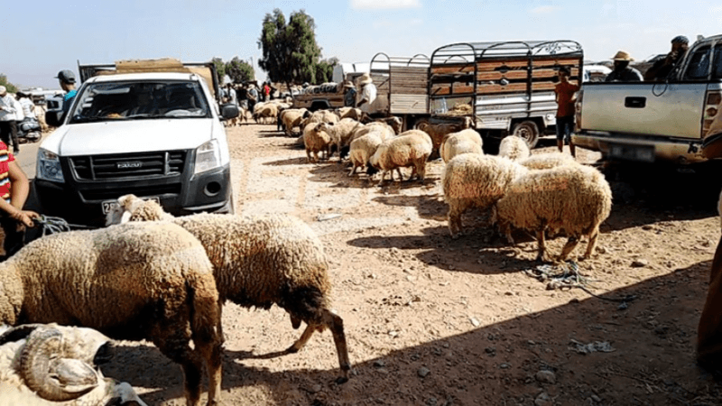 القصرين:قطيع أضاحي وفير يؤمن حاجيات الجهة ويسهم في تعديل السوق الوطنية
