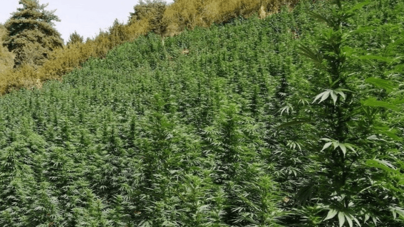 Bizerte : Un cultivateur de...marijuana, à Ras Anjla