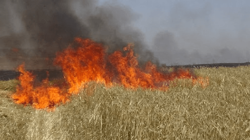 Béja : Un incendie ravage 15 hectares de blé tendre