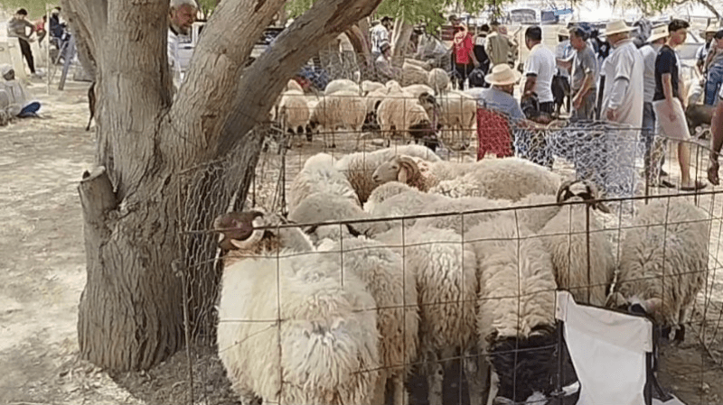 سوق الأغنام بتطاوين: المواطن والفلاح يشتكيان