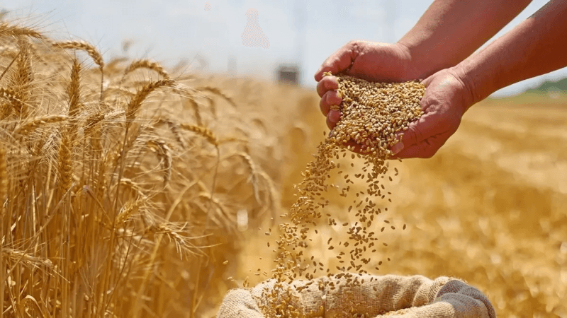 سليانة: تجميع 790 ألف قنطار من الحبوب