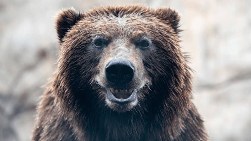 Japon : Un ours errant provoque la fermeture d’un aéroport