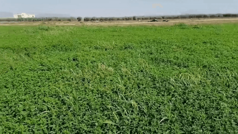 زراعة النعناع بالسبيخة: مورد رزق ومنتوج يروّج محليا وعالميا