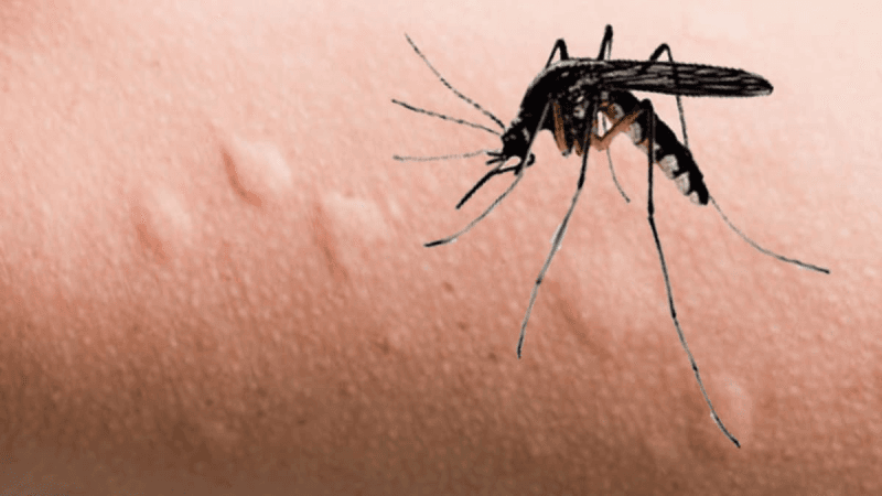 Pourquoi les moustiques vous préfèrent-ils ?