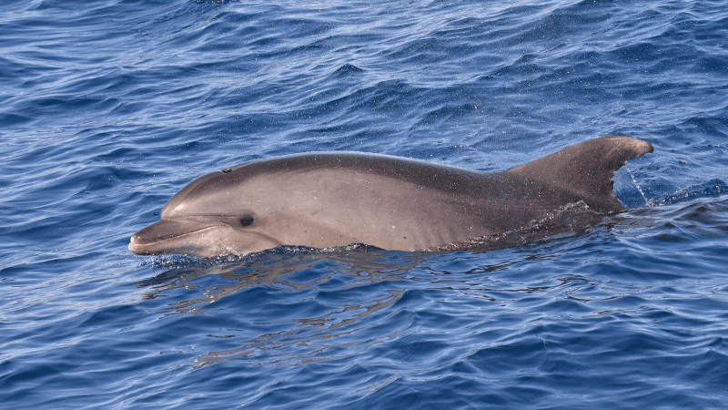 Dauphin échoué à Hammam Lif... Rien d'exceptionnel