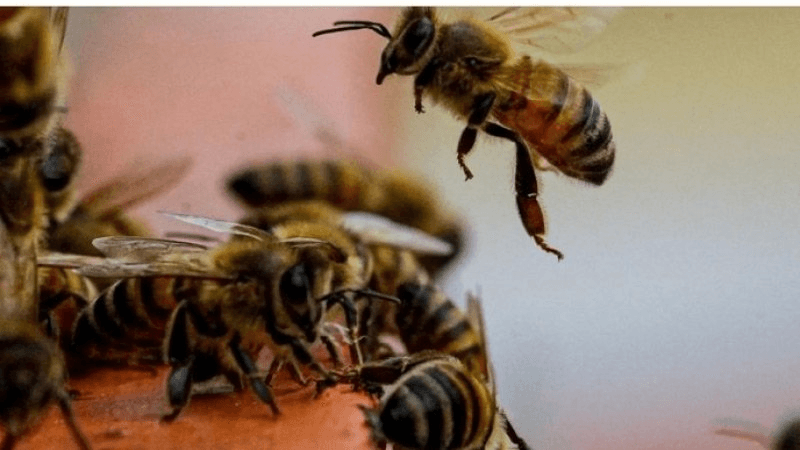 Grombalia: Il gâche le mariage de sa bien-aimée avec des abeilles