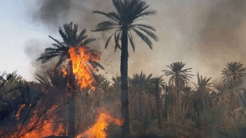 قبلي: حريق يأتي على أكثر من 4 هكتارات بواحة الفوار 2