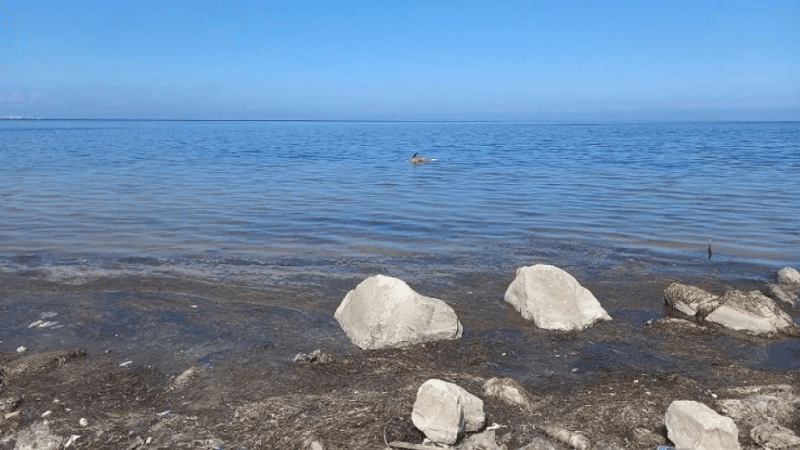 Mounir Houssein : 'Le golfe de Monastir est en danger'