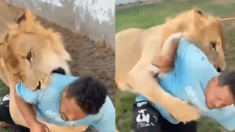 النيابة الليبية تأمر بسجن رجل أطلق أسده على عامل مصري