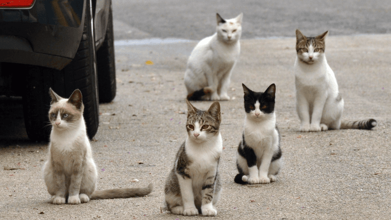 Des chats brûlés vifs: Une femme écrouée