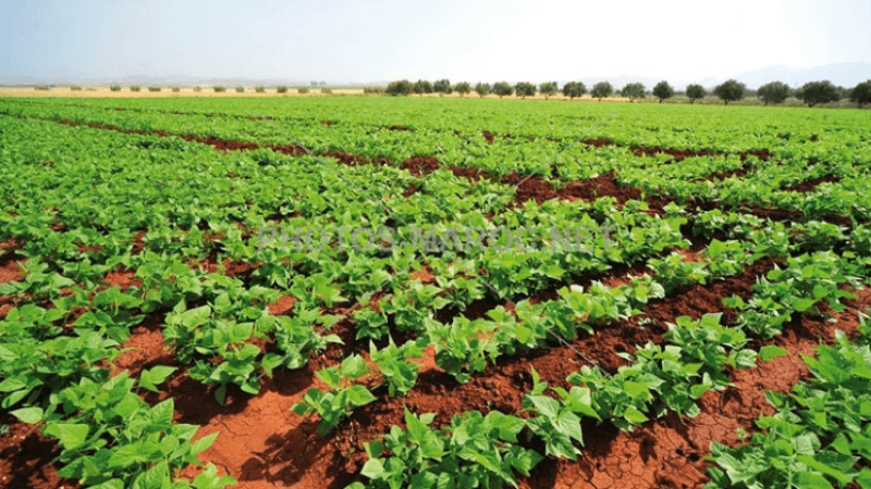 La moitié des enfants travailleurs exploités dans l’agriculture