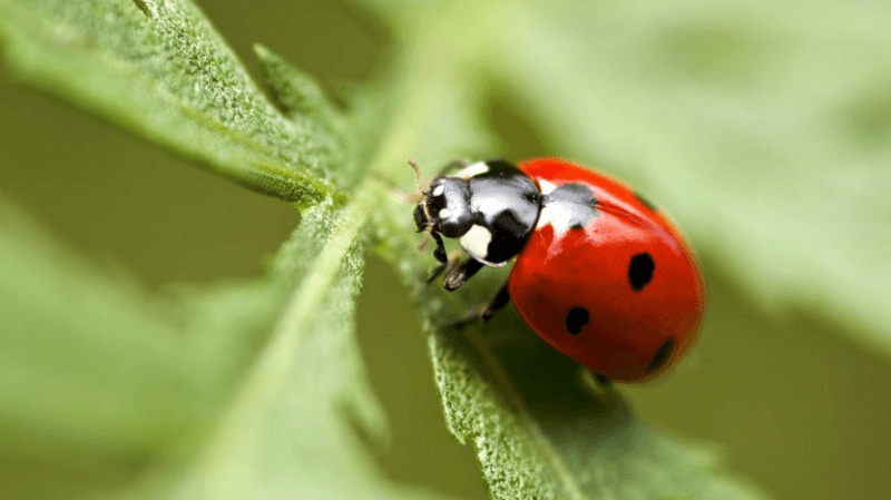 مقترح لبعث شركات تُعنى بإكثار الدعسوقة لمكافحة الحشرة القرمزية