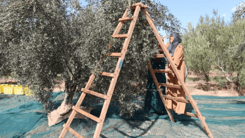 انطلاق موسم جني الزيتون بولاية القيروان والأسعار غير مستقرة