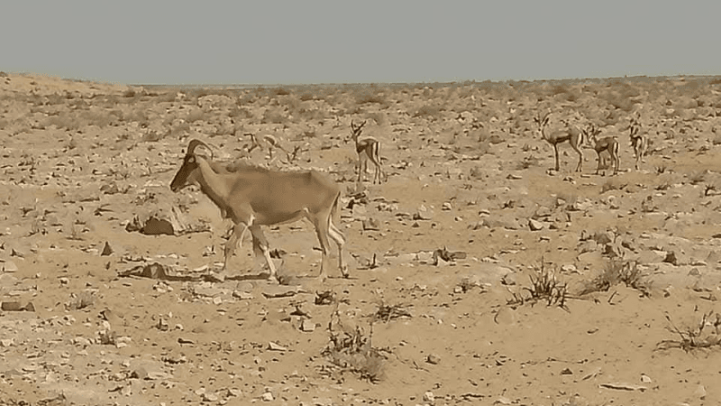 تغيرات المناخ والتصحر وقلة الأمطاربتطاوين تؤثر على 30% من مراعي تونس