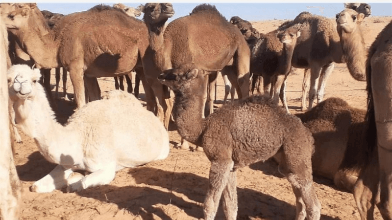 تطاوين توفر 2500 طن من لحوم الإبل سنويا..ومساع لمزيد تطوير القطاع