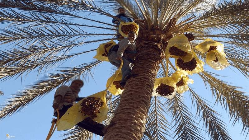 فلاحو جمنة يستأنفون جني التمور بعد الاتفاق بشان أسعار قبول دقلة النور