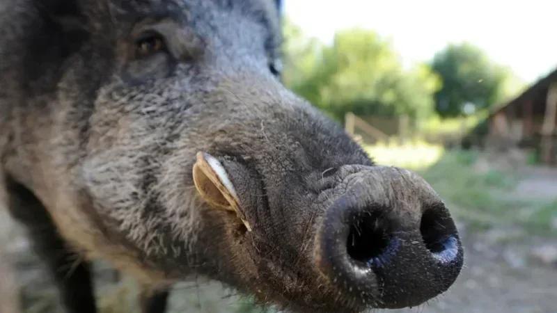 Kasserine : Des sangliers au marché hebdomadaire !