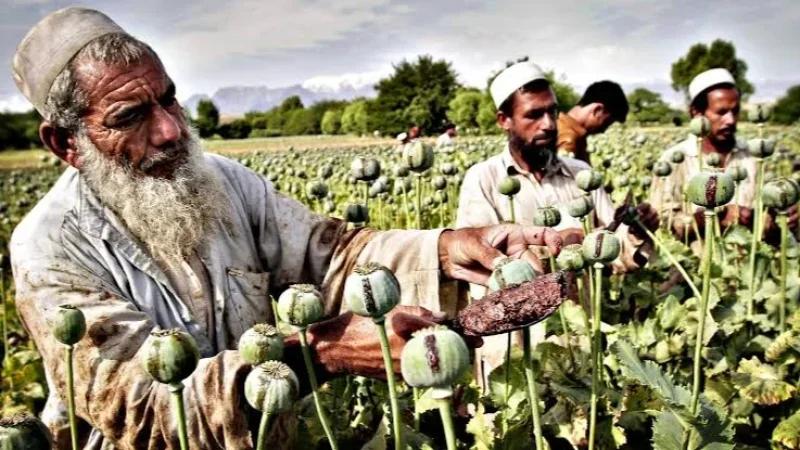 الأمم المتحدة: تراجع زراعة الأفيون في أفغانستان 20%