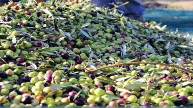 سيدي بوزيد: 100 مصب للتصرف في المرجين وارتفاع قياسي للزيتون