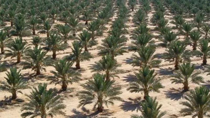 مشروع 1050 هكتارا من النخيل بالجنوب من إنجاز وزارة الدفاع